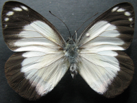 Delias mysis mysis - Adult